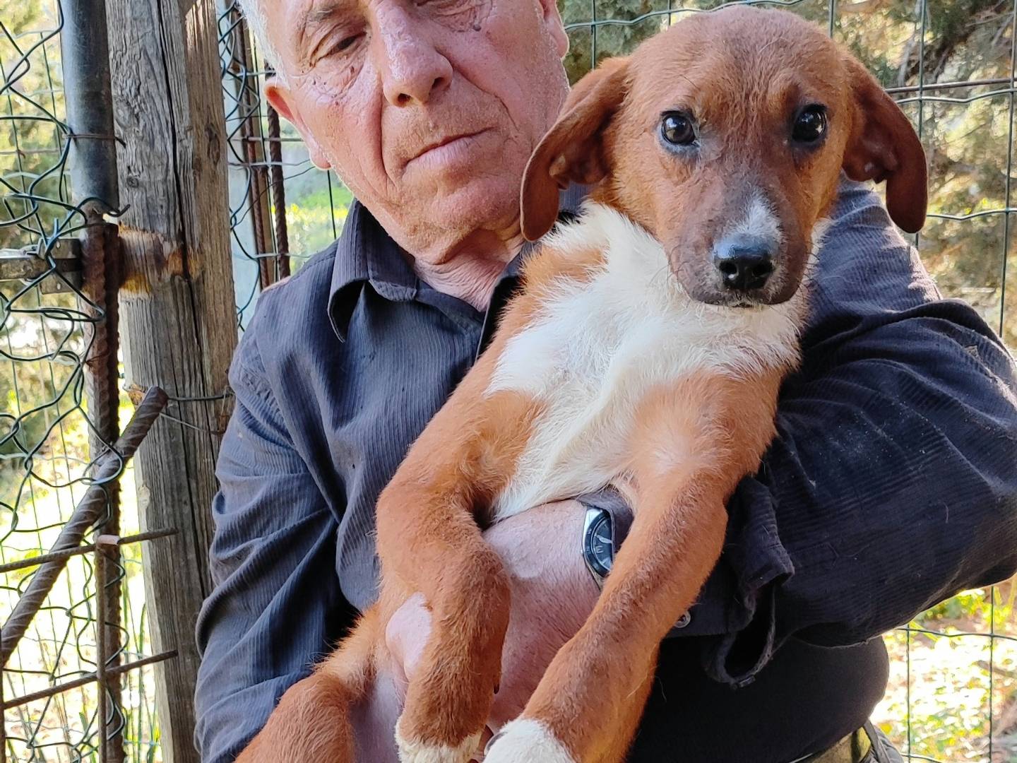 Adotta un cane, taglia media, maschio, Messina