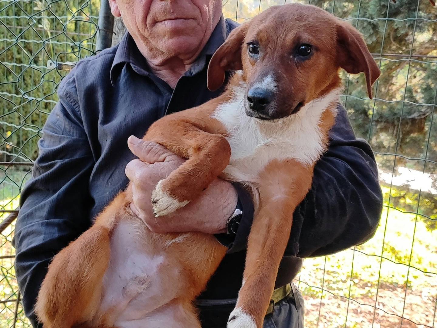 Vuoi adottare un cane a Messina?