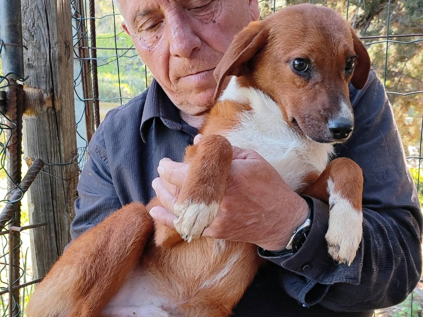Adotta il cane LERRY a Messina