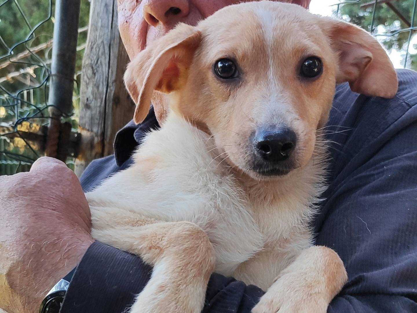 Vuoi adottare un cane a Messina?