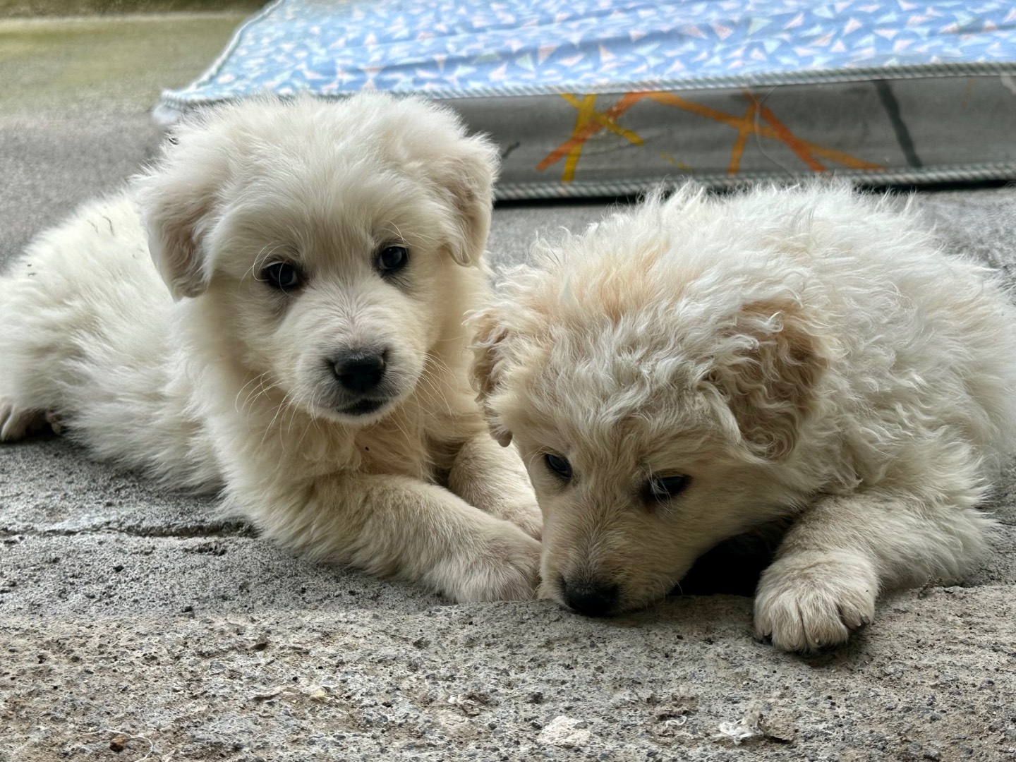Foto dell'animale