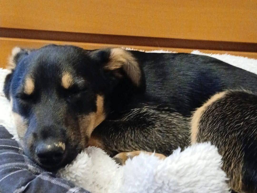 Foto dell'animale