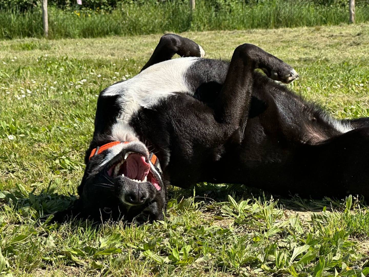 Foto dell'animale