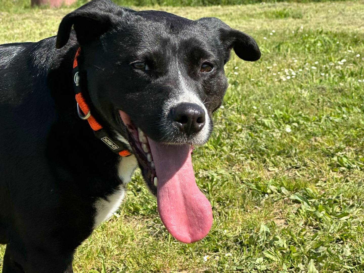 Adotta il cane Kurama a Pisa