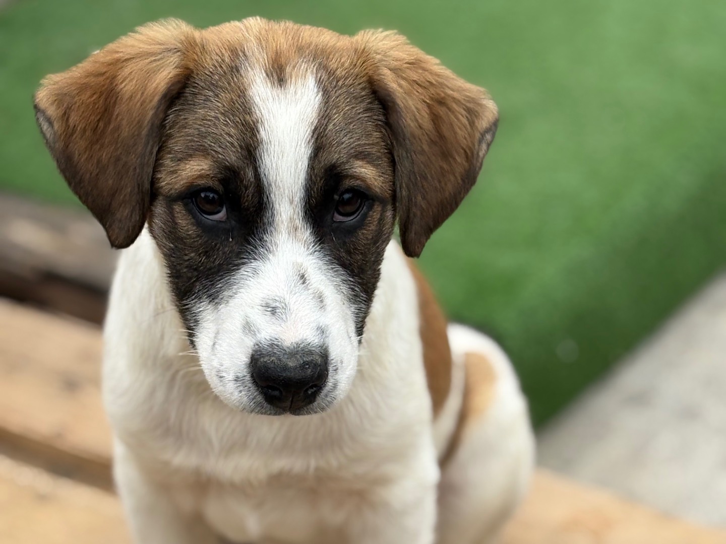 Adotta un cane, maschio, 2 mesi, Torino