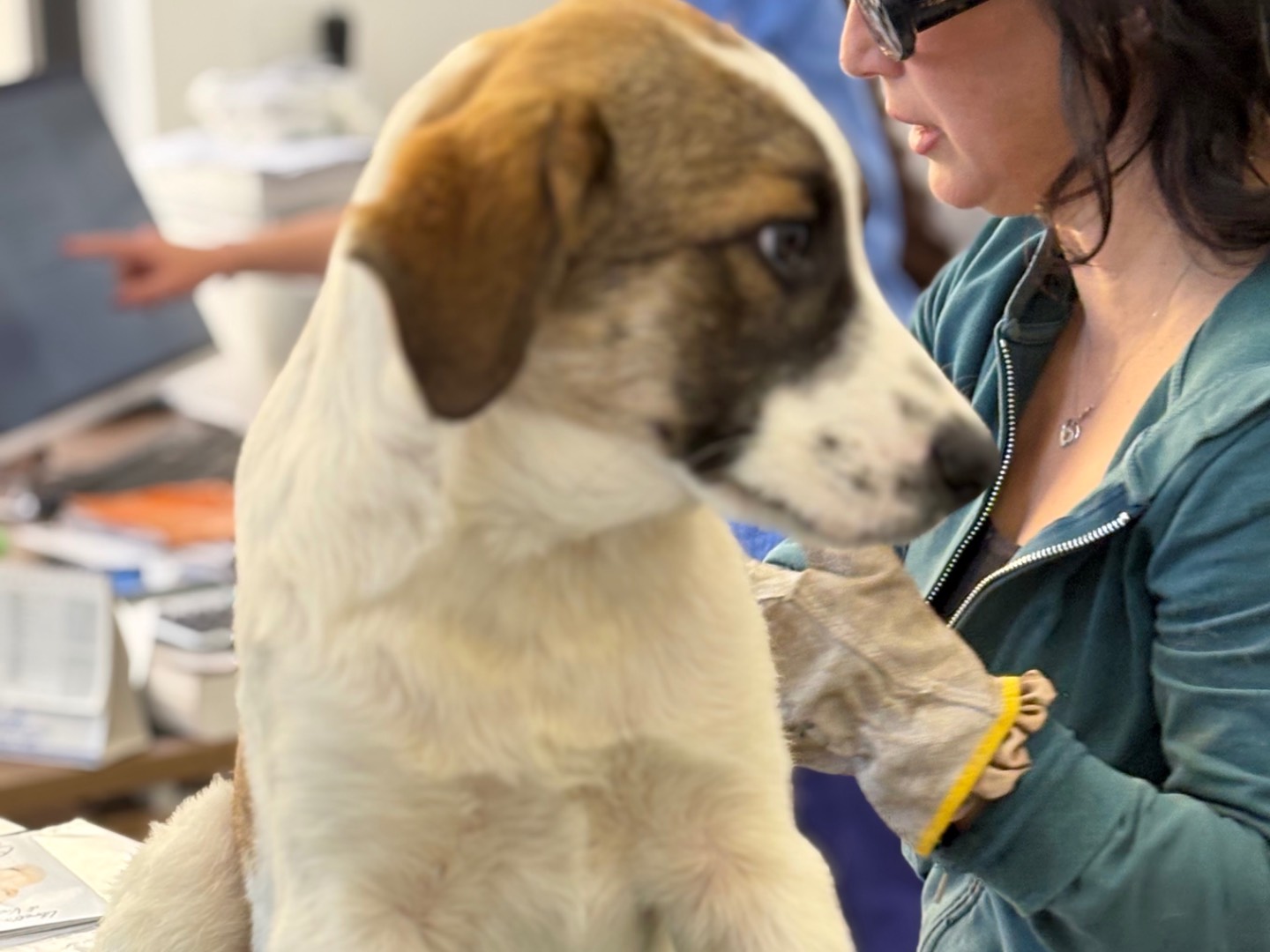 Adotta un cane, taglia grande, maschio, Torino