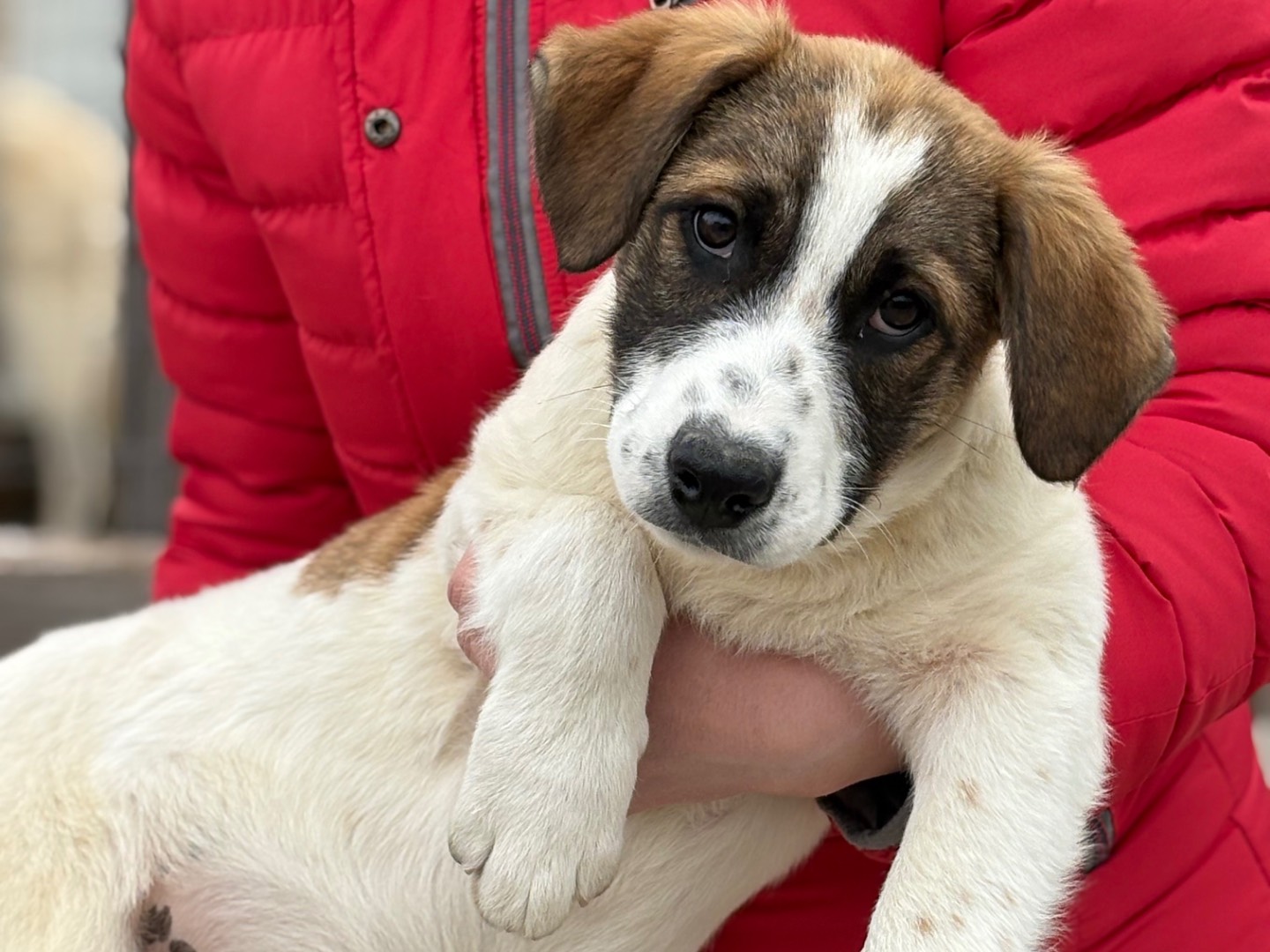 Vuoi adottare un cane a Torino?