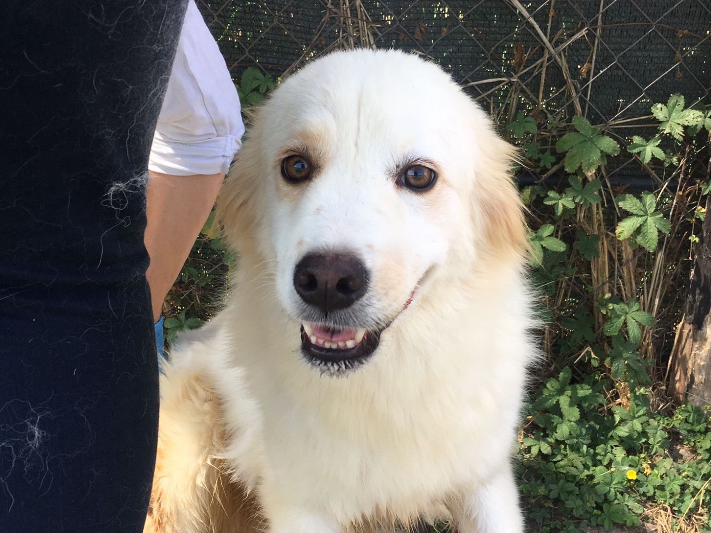 Adotta un cane, maschio, 2 anni  e 4 mesi , Latina