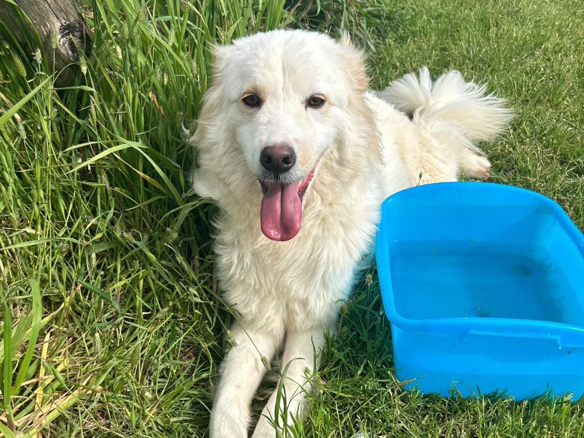 Adotta un cane, taglia media contenuta, maschio, Latina