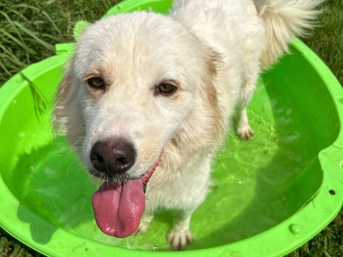 Vuoi adottare un cane a Latina?