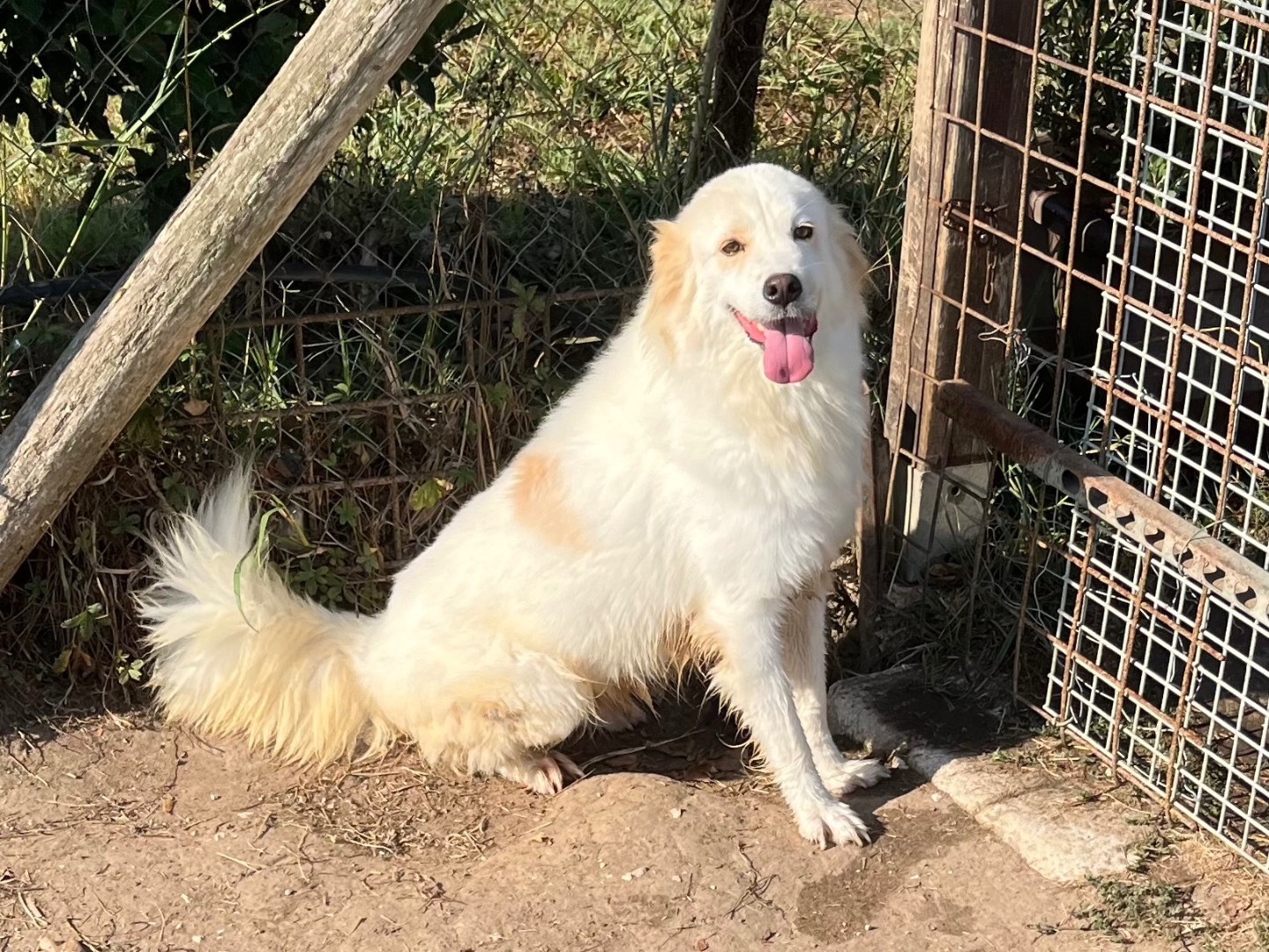 Adotta il cane Scirocco a Latina