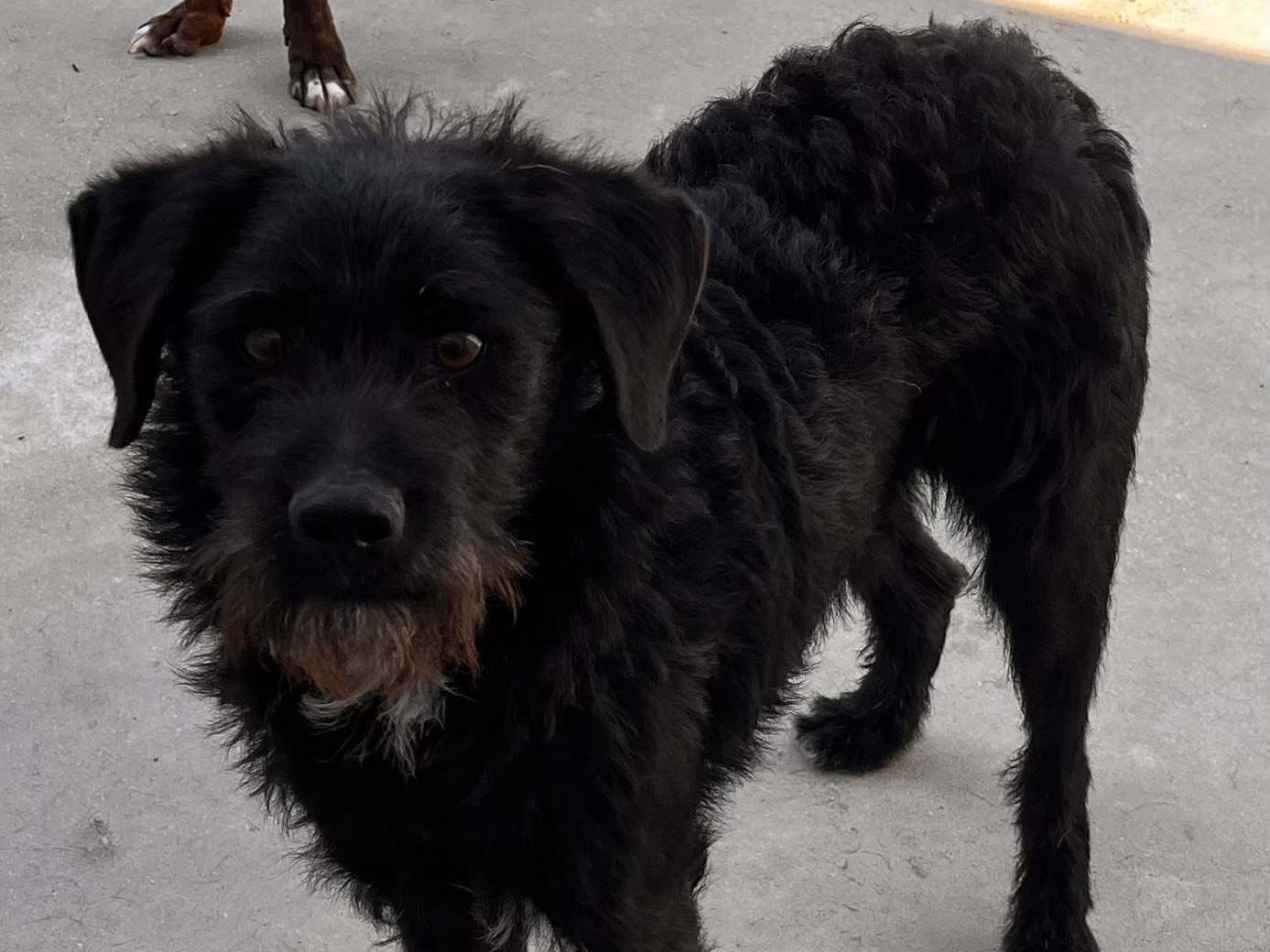 Adotta un cane, maschio, 1 anno e 2 mesi , Salerno