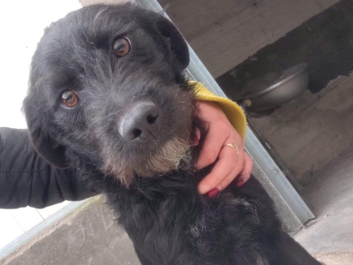 Adotta un cane, taglia media contenuta, maschio, Salerno