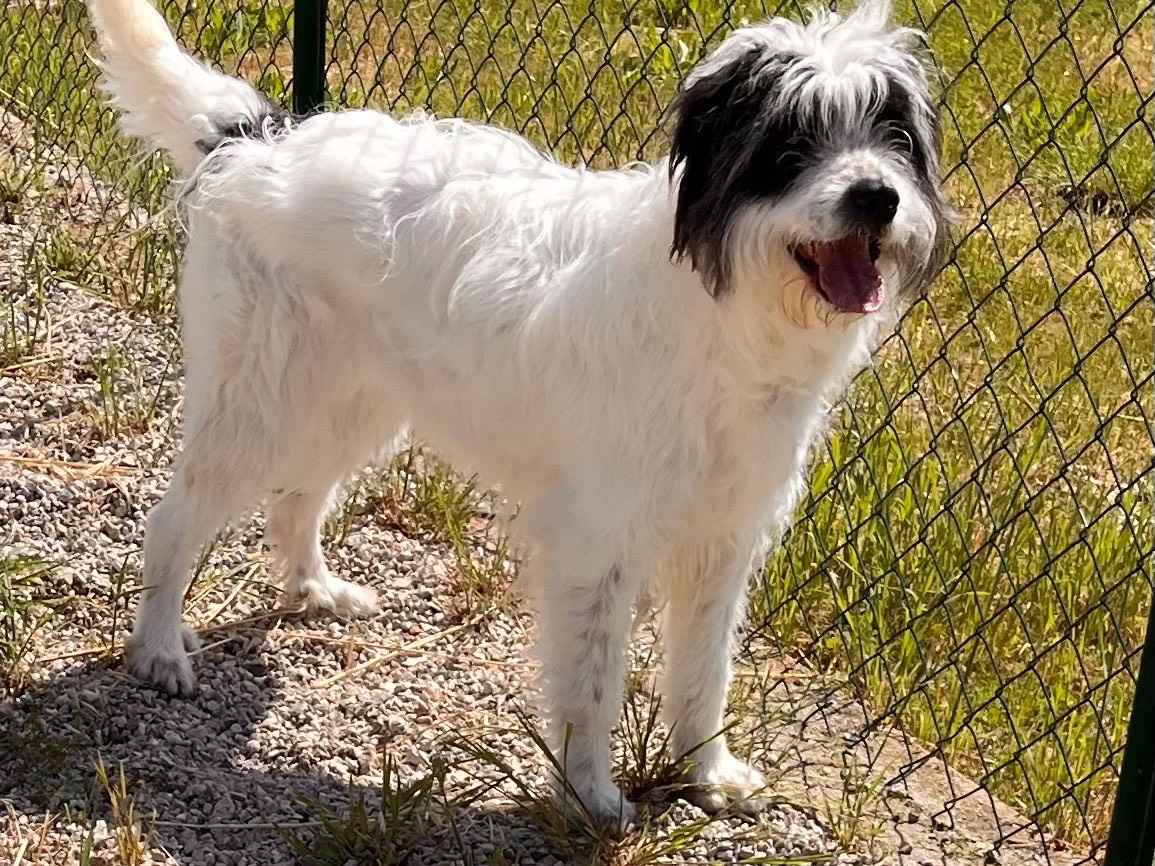 Adozione cane, femmina, Razza sconosciuta Razza sconosciuta, 3 anni  e 4 mesi , taglia media, Salerno