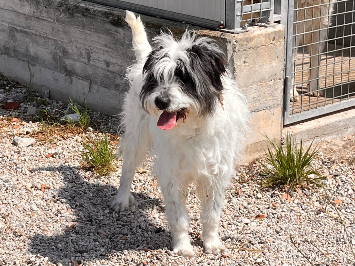 Adotta un cane, taglia media, femmina, Salerno