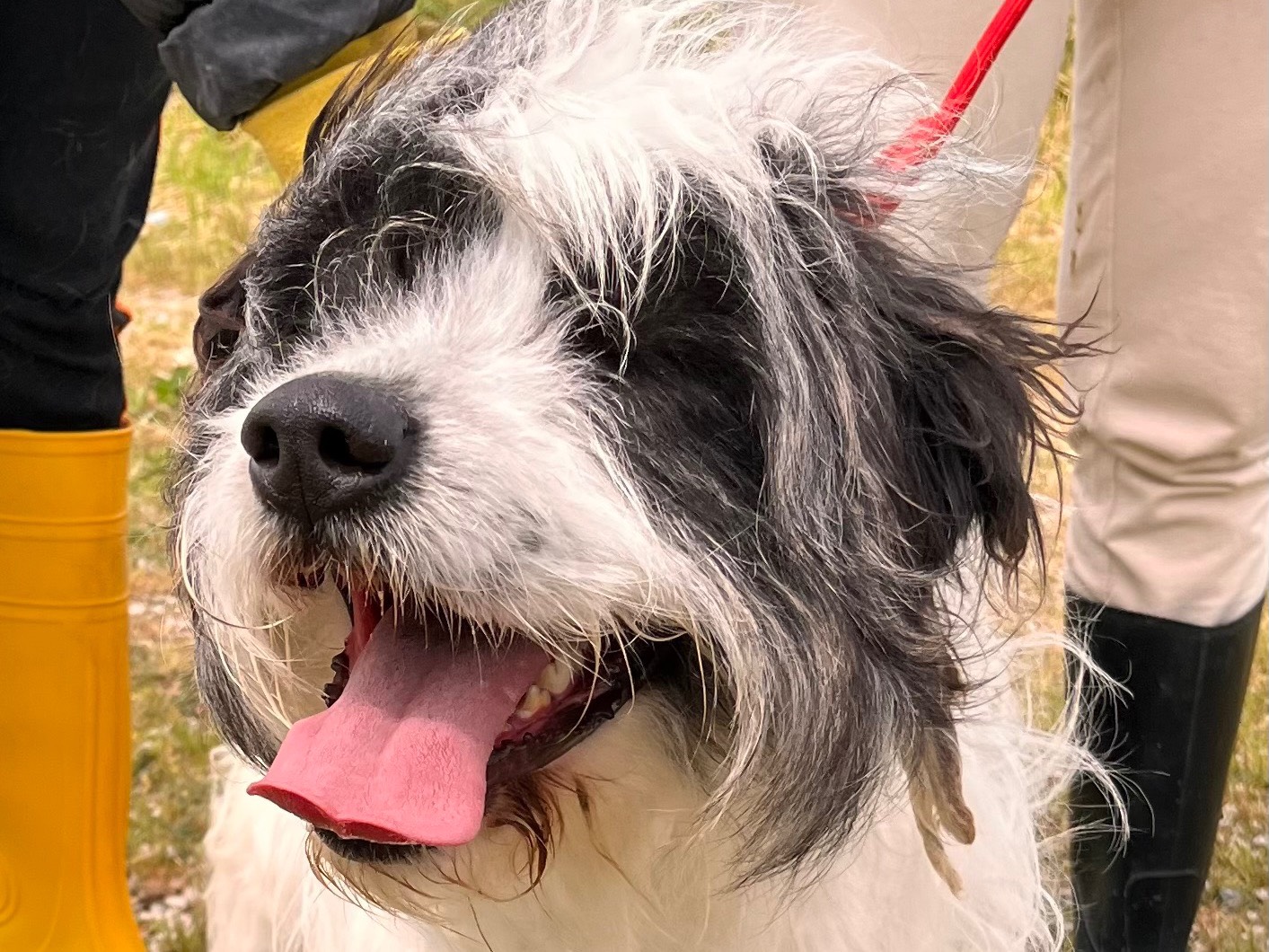 Vuoi adottare un cane a Salerno?