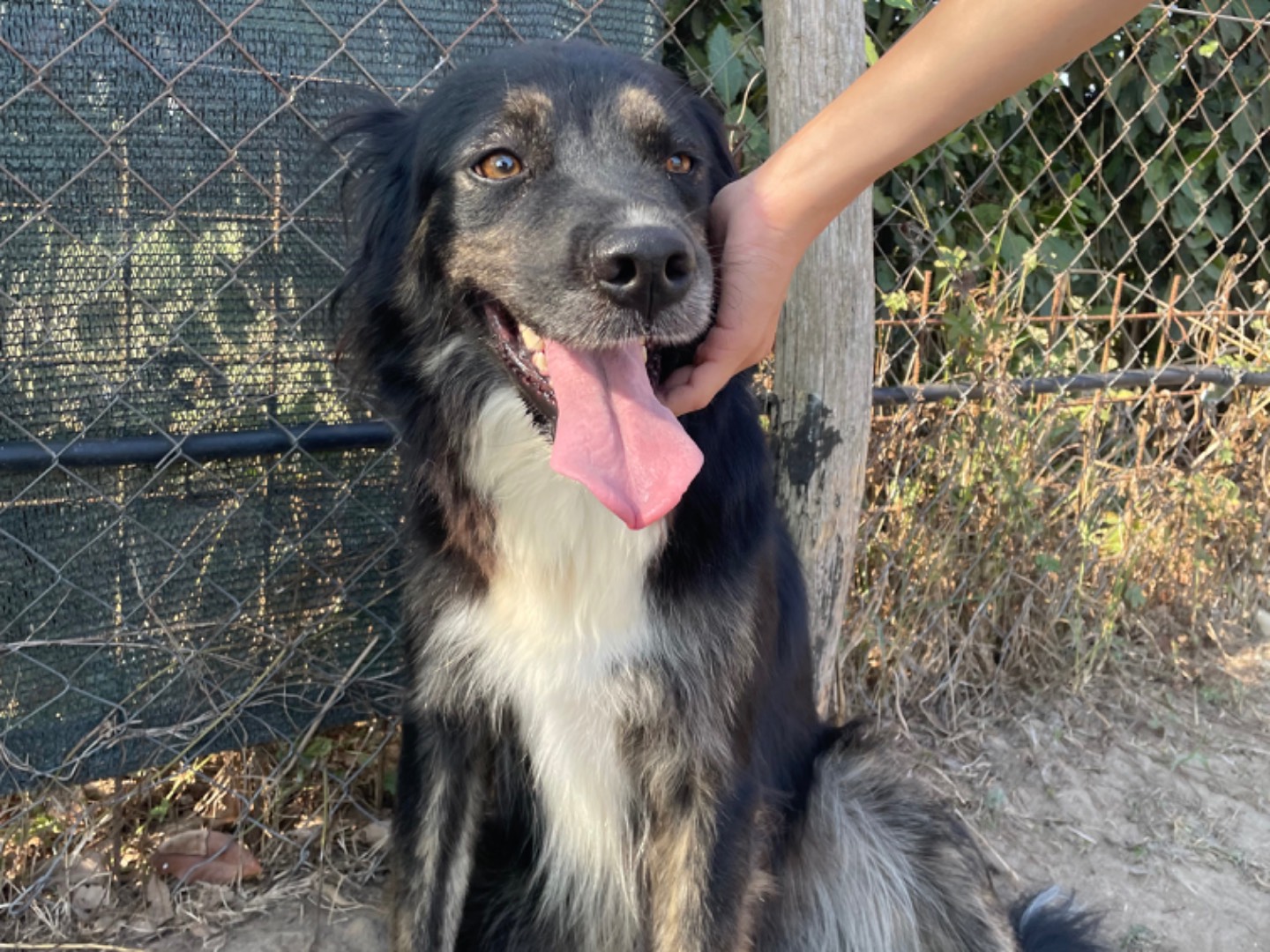 Adotta un cane, femmina, 3 anni  e 4 mesi , Latina