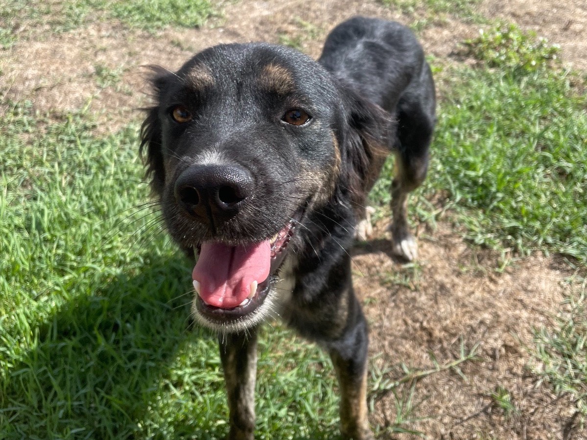 Adotta un cane, taglia media contenuta, femmina, Latina