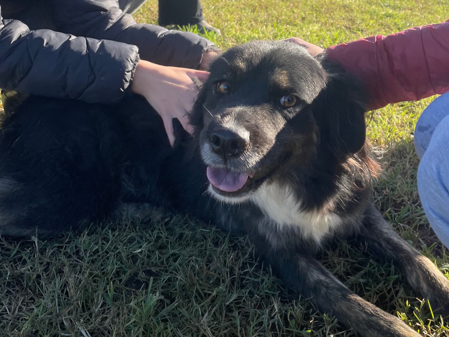 Adotta il cane Tramontana a Latina