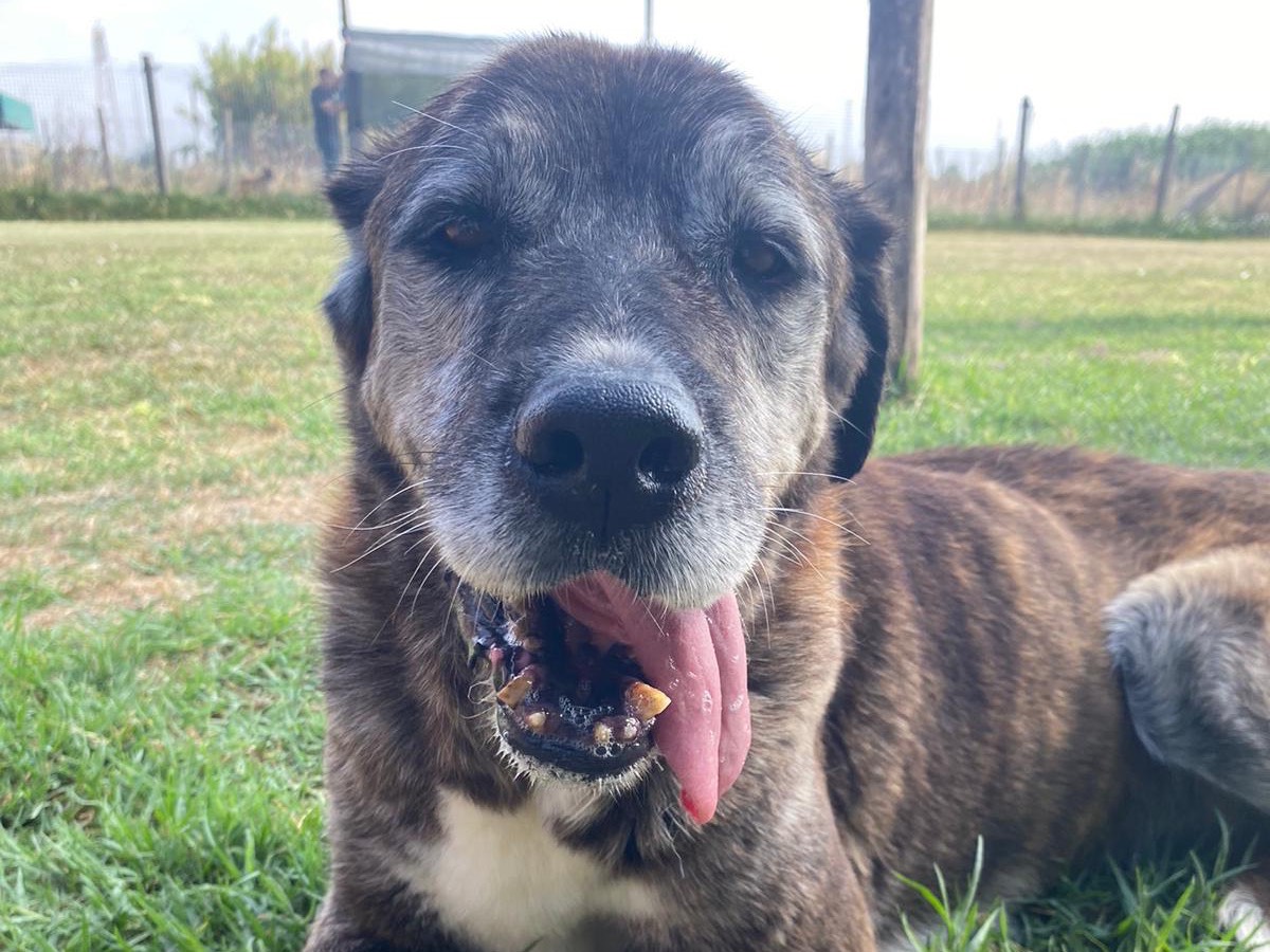 Adotta un cane, femmina, 13 anni  e 4 mesi , Latina