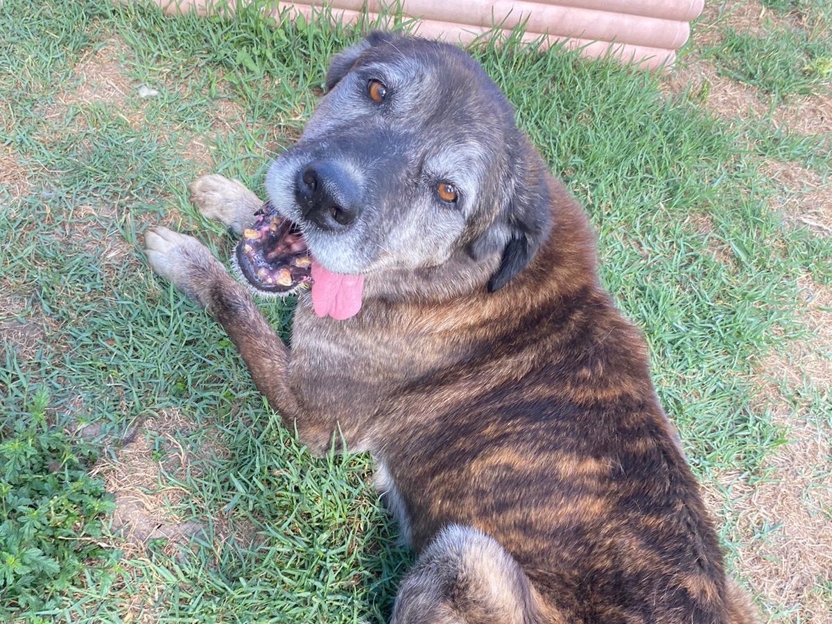 Adotta un cane, taglia media, femmina, Latina