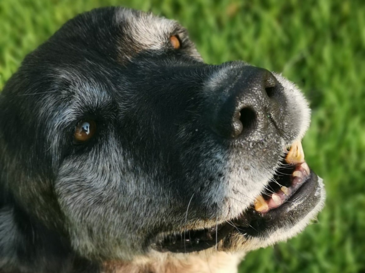 Vuoi adottare un cane a Latina?