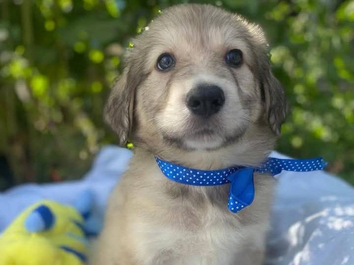 Adotta un cane, maschio, 2 mesi, Siracusa
