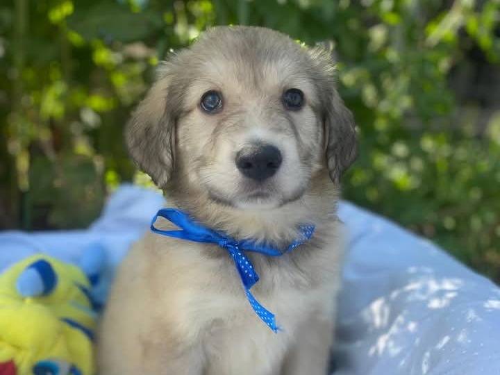 Adotta un cane, taglia media, maschio, Siracusa
