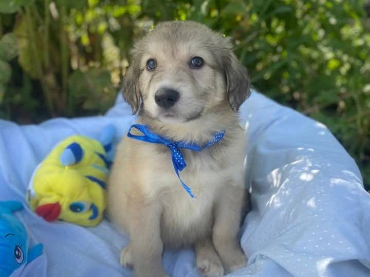 Vuoi adottare un cane a Siracusa?