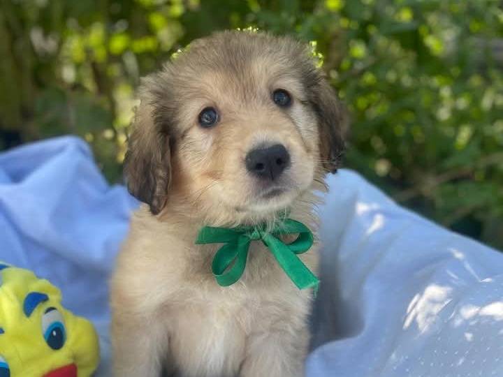 Adotta un cane, maschio, 2 mesi, Siracusa