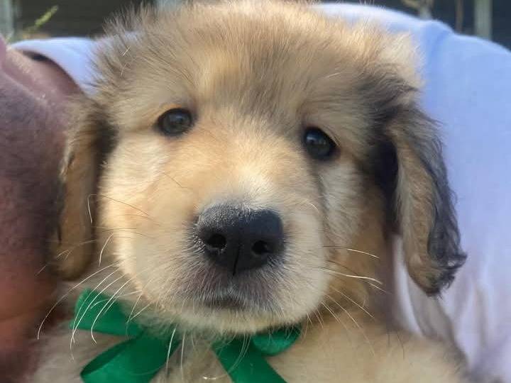 Adotta un cane, taglia media, maschio, Siracusa