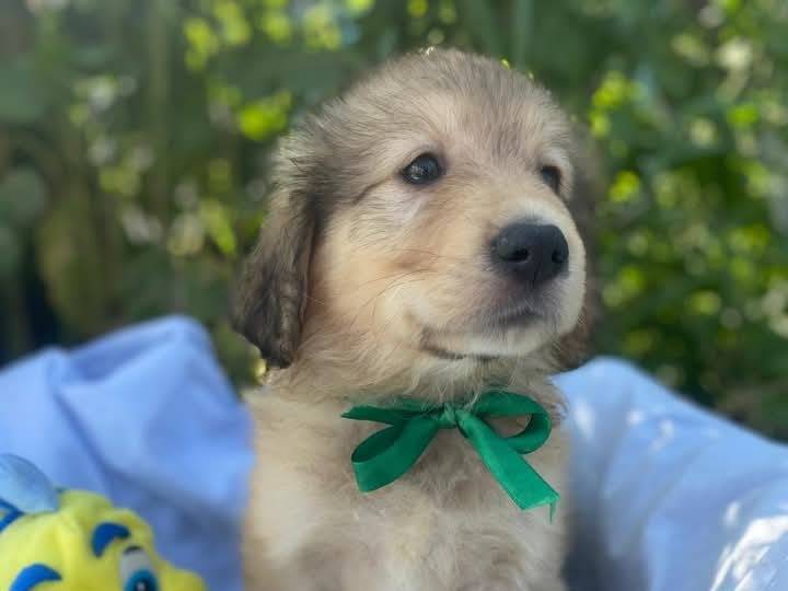 Vuoi adottare un cane a Siracusa?
