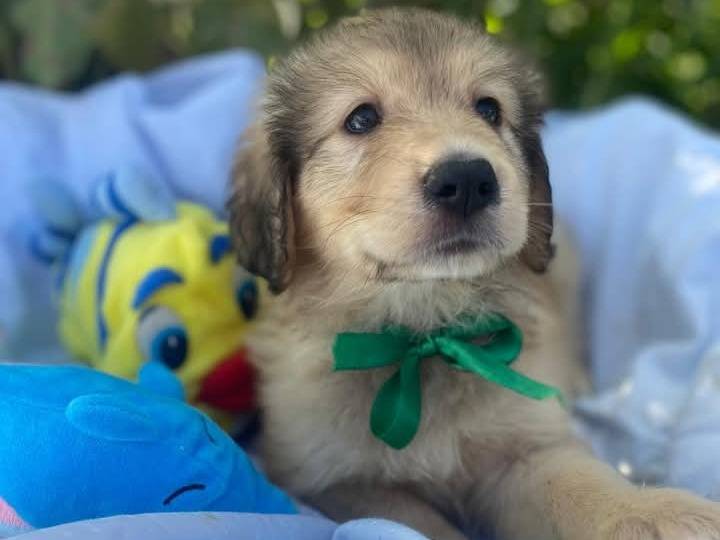 Adotta il cane BALDO a Siracusa