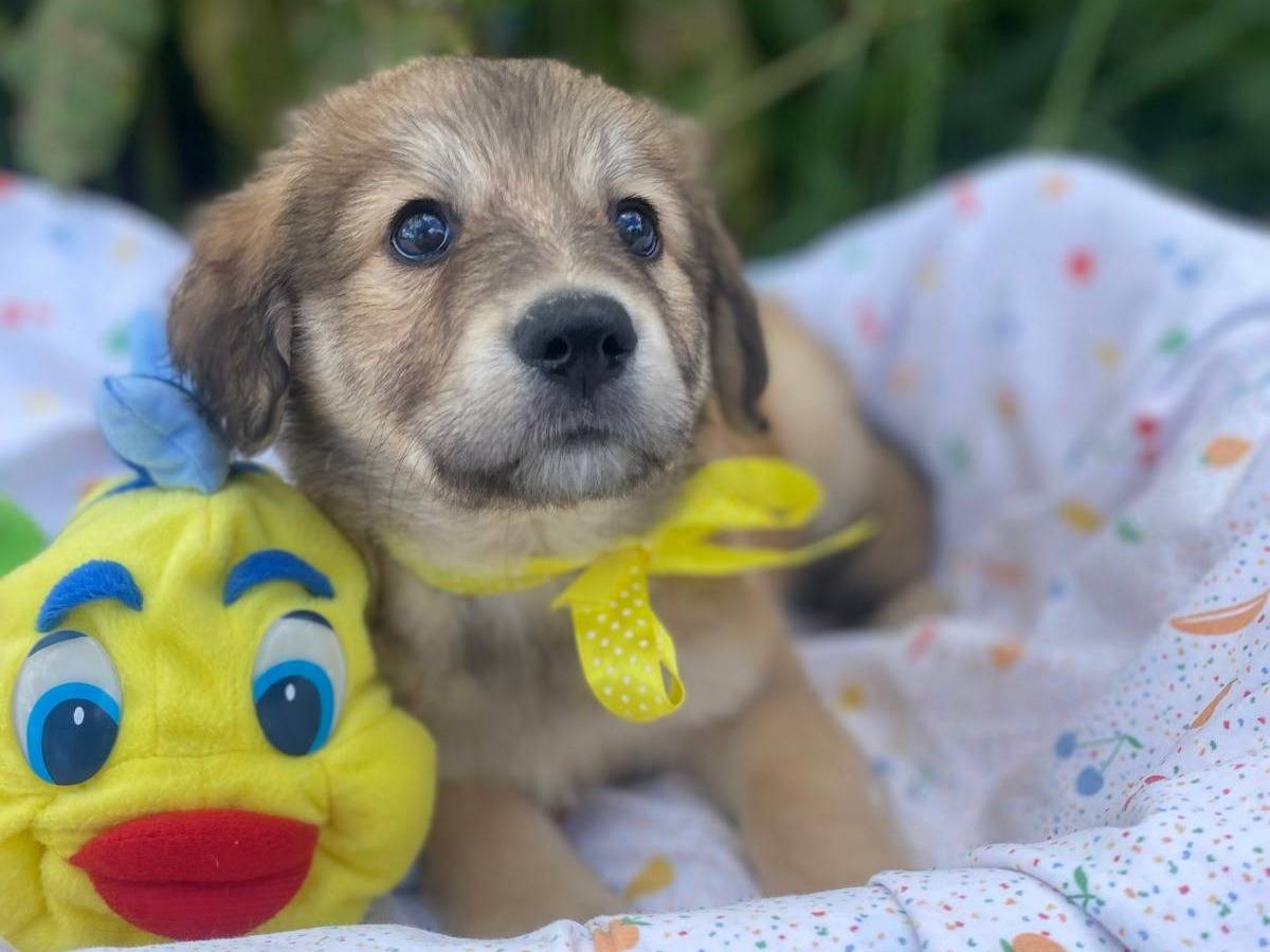 Vuoi adottare un cane a Siracusa?