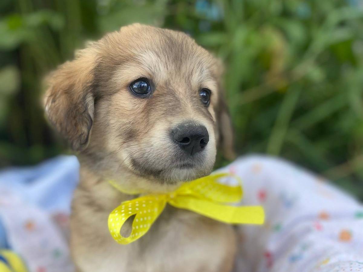 Adotta il cane GIN a Siracusa