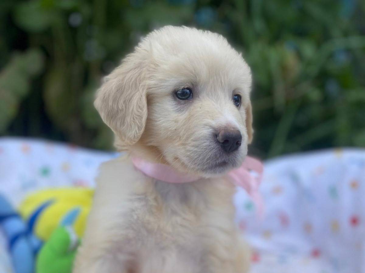 Adotta un cane, femmina, 2 mesi, Siracusa