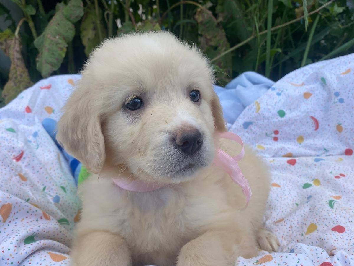 Adotta un cane, taglia media, femmina, Siracusa