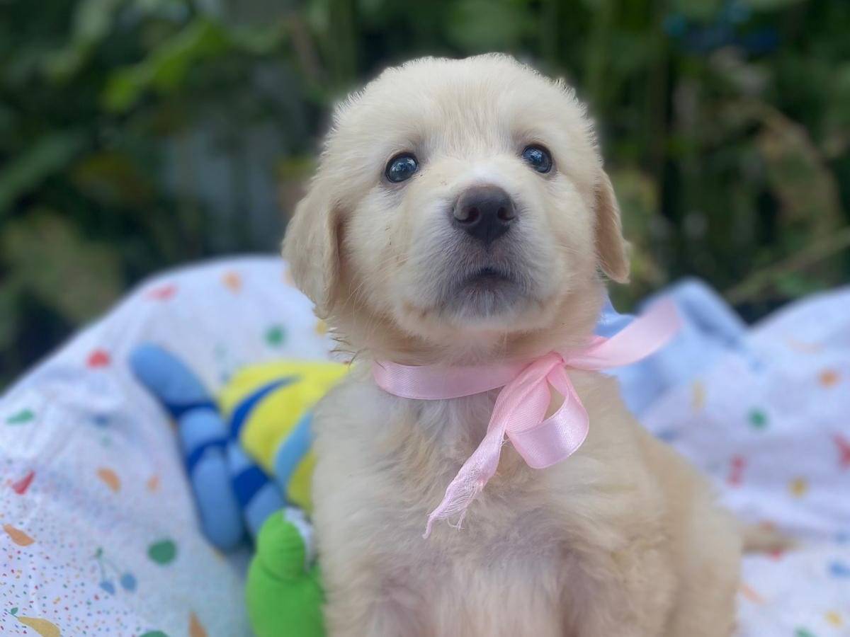 Vuoi adottare un cane a Siracusa?