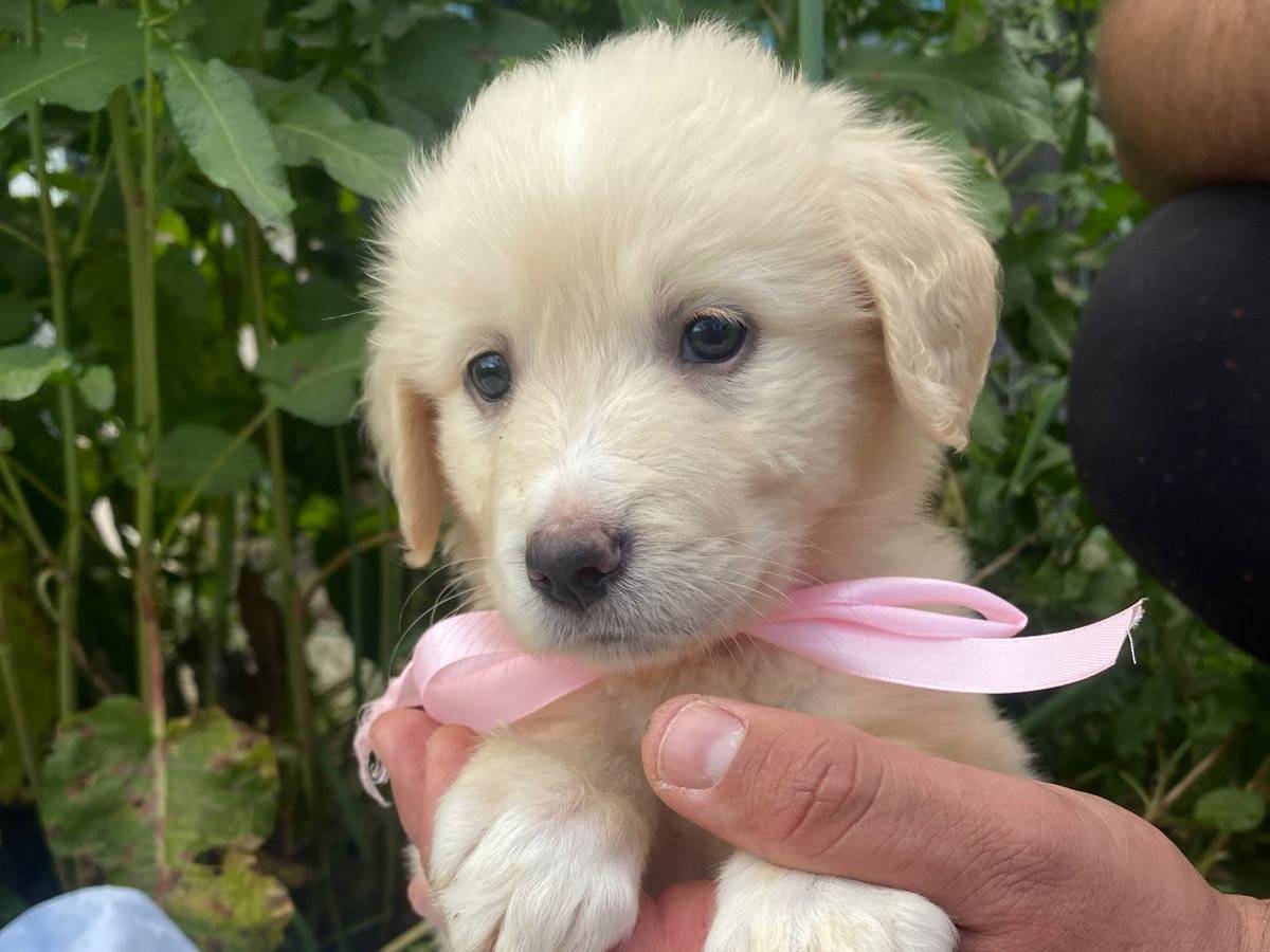 Adotta il cane TIFFANY  a Siracusa