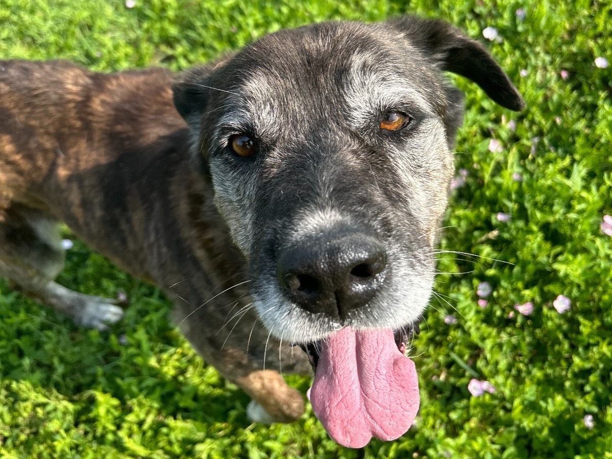 Adotta il cane Tempesta a Latina