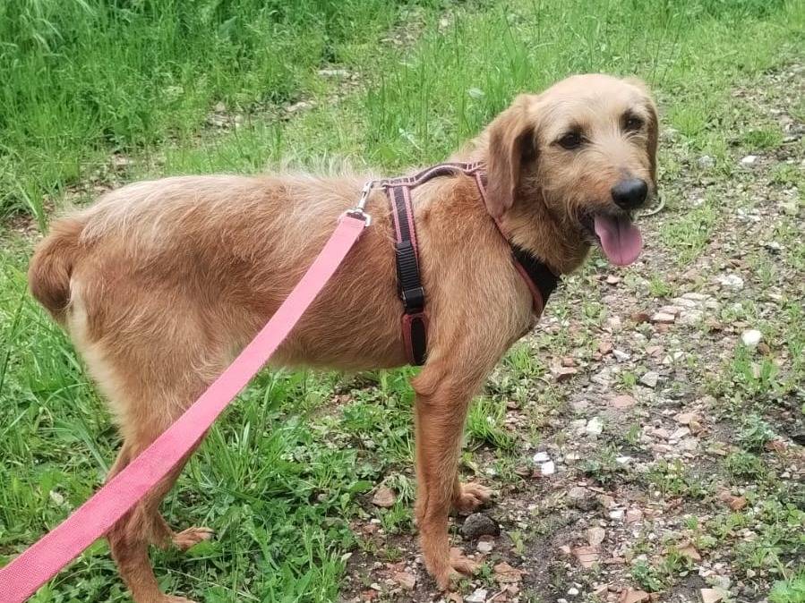 Adotta un cane, taglia media contenuta, femmina, Viterbo