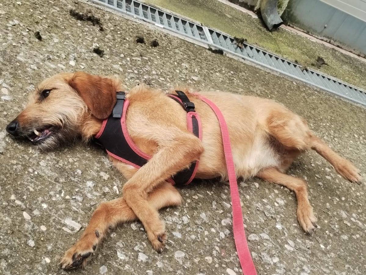 Vuoi adottare un cane a Viterbo?