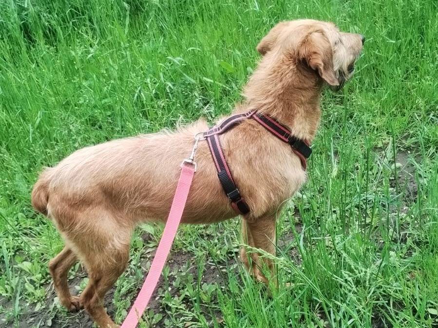 Adotta il cane Segugia a Viterbo