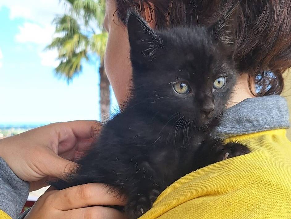 Foto dell'animale