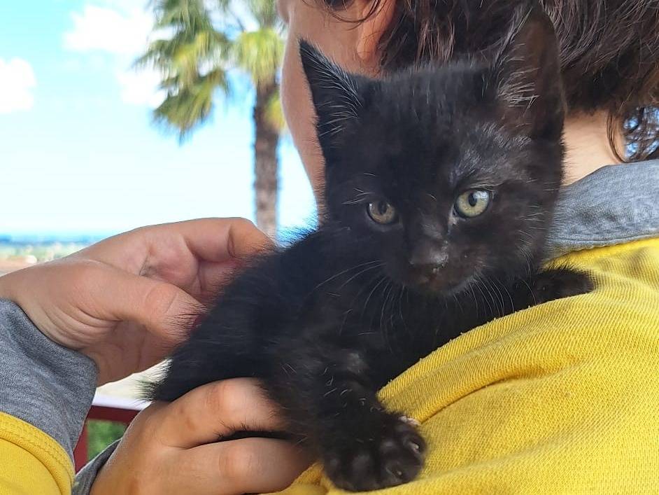 Adotta un gatto, maschio, 1 mesi, Milano