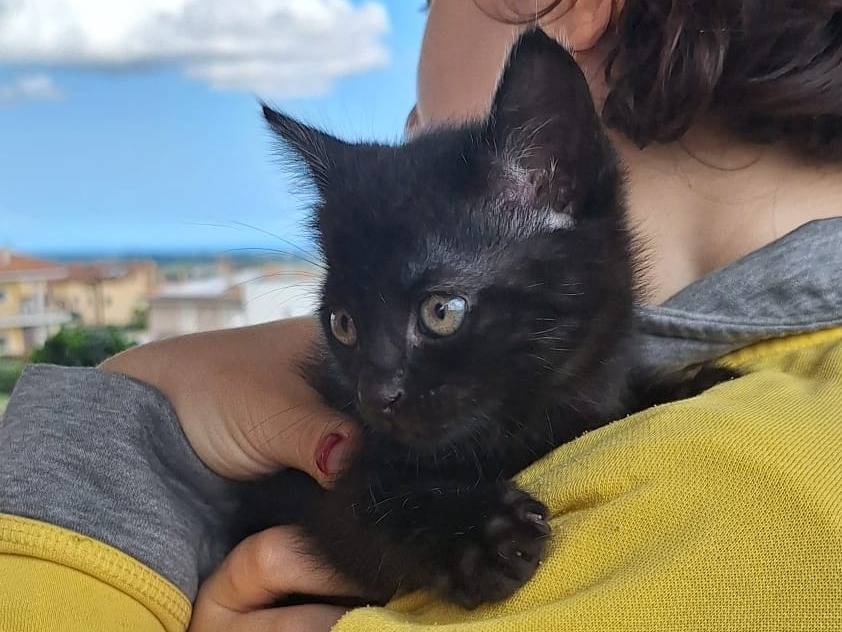 Adotta un gatto, taglia non valida, maschio, Milano