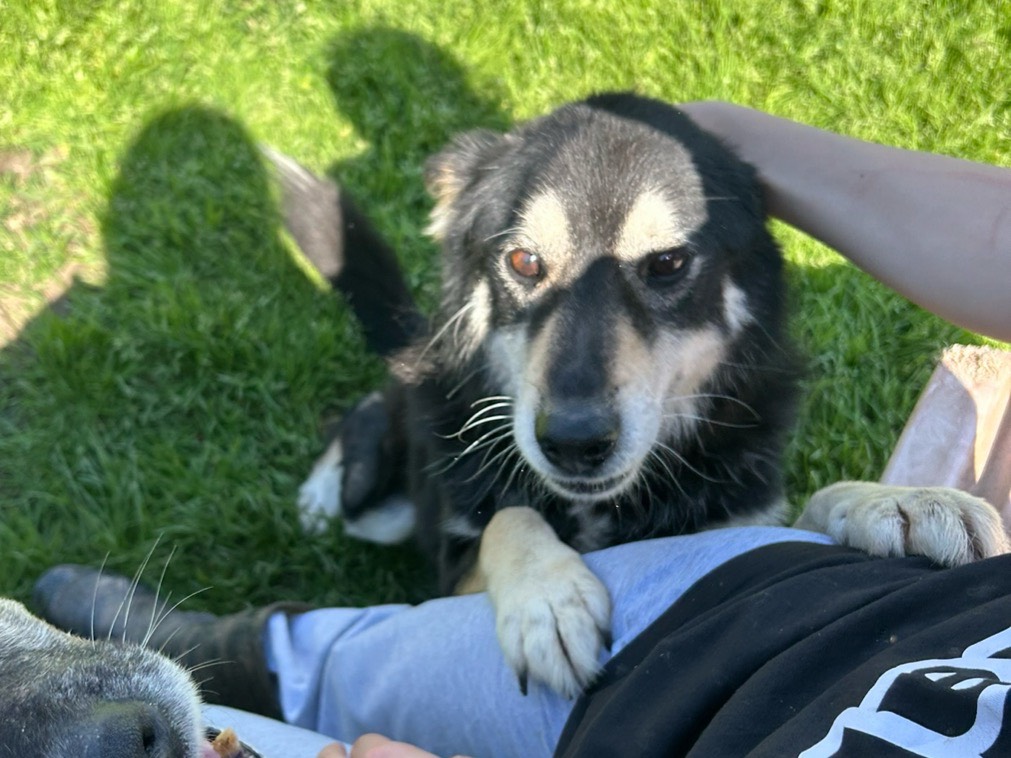 Adotta un cane, maschio, 12 anni  e 11 mesi , Latina