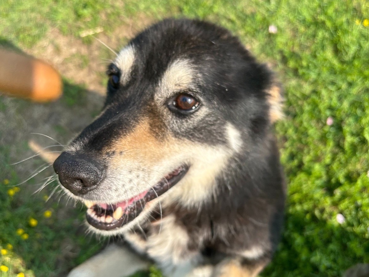 Adotta un cane, taglia media, maschio, Latina