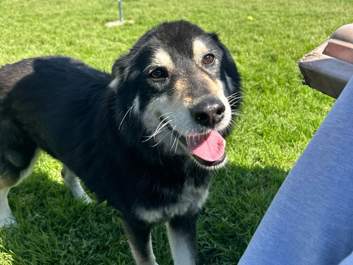 Adotta il cane Old Tom a Latina