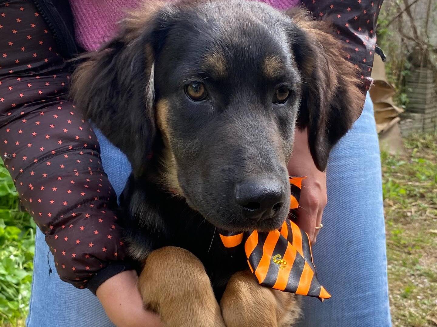 Adotta un cane, maschio, 3 mesi, Latina